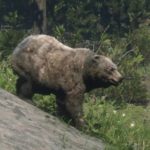 【レッドデッドリデンプション2】『伝説の熊』の手がかりの場所・簡単な倒し方【RDR2】