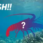 【衝撃】「赤い将軍」は正月用の10倍!カニのように脚まで食べる超巨大伊勢エビのサイズと捕獲の裏側