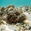 【仰天ニュース結果速報】高級魚で猛毒の危険生物の正体はオニダルマオコゼ